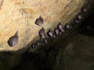 15_zdivocela_zeme 15_zdivocela_zeme