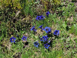 30_Gran_Paradiso 30_Gran_Paradiso