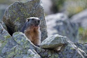 34_Gran_Paradiso 34_Gran_Paradiso