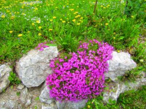 39_motyli_jezera 39_motyli_jezera