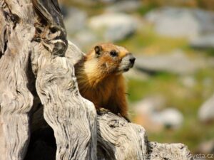 47_Gran_Paradiso 47_Gran_Paradiso