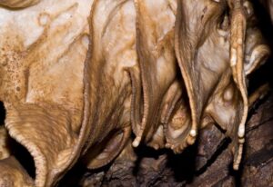 49_zdivocela_zeme 49_zdivocela_zeme