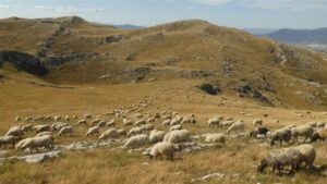 58_zdivocela_zeme 58_zdivocela_zeme