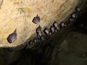 Draculova_Transylvanie (1)