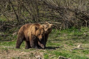 Draculova_Transylvanie (50)