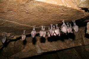 Draculova_Transylvanie (9)